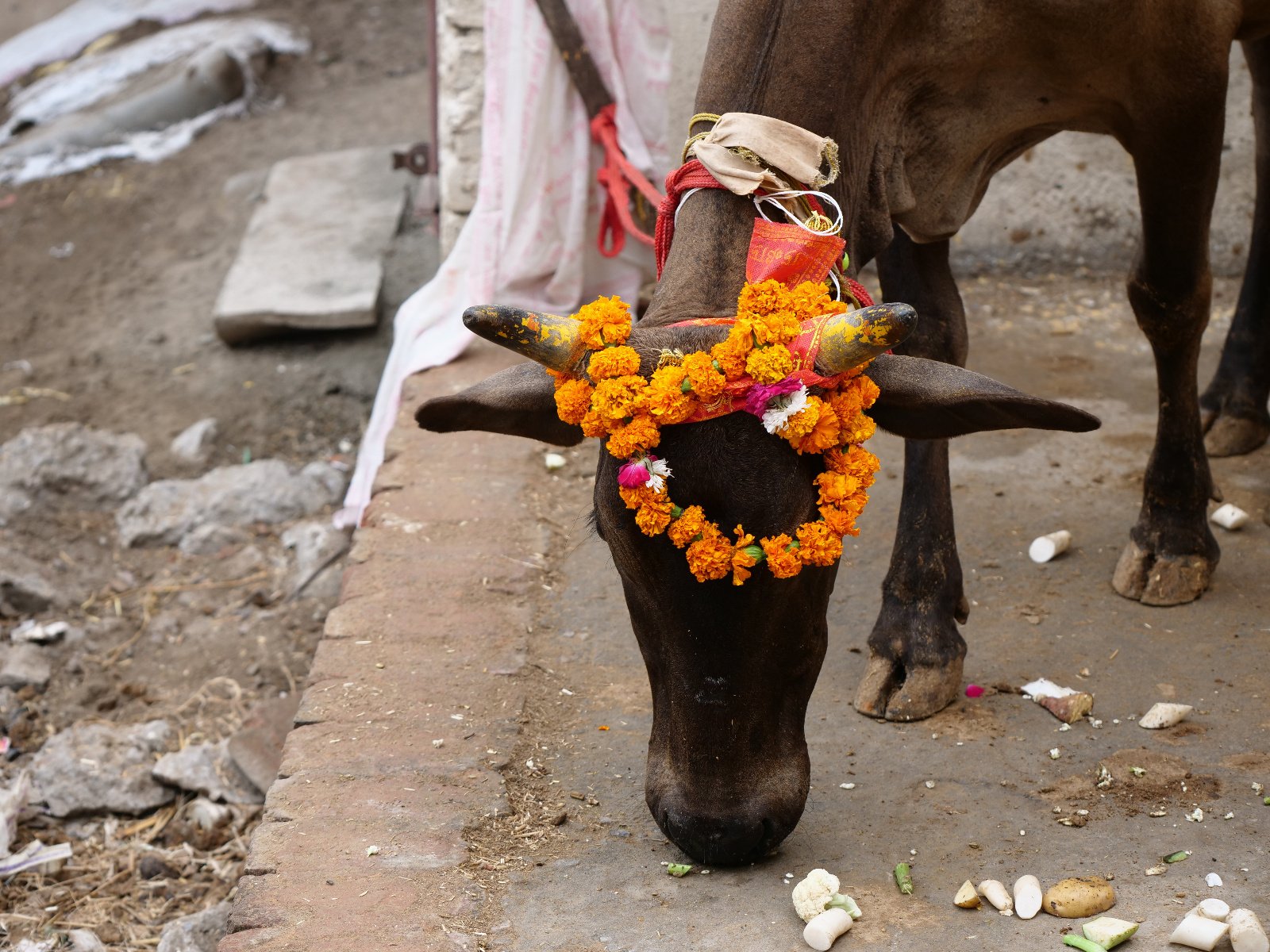  88 Gopashtami Radha kunda Govardhan 19.11.04
